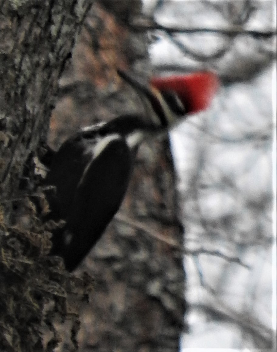 Pileated Woodpecker - Eric Haskell