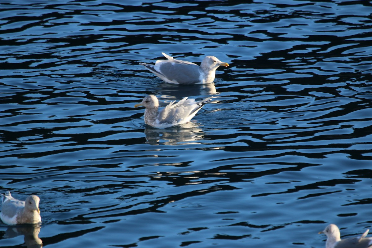 Iceland Gull (Thayer's) - ML402813261