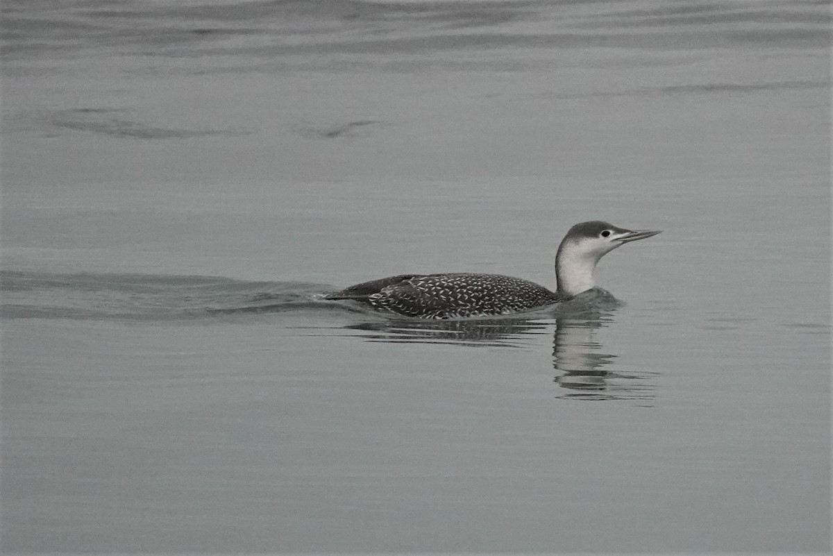 Red-throated Loon - ML402814531
