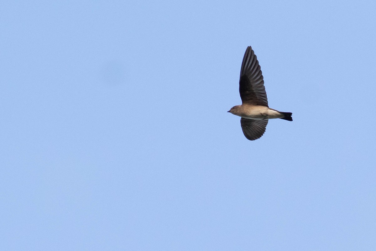 Northern Rough-winged Swallow - ML402814541