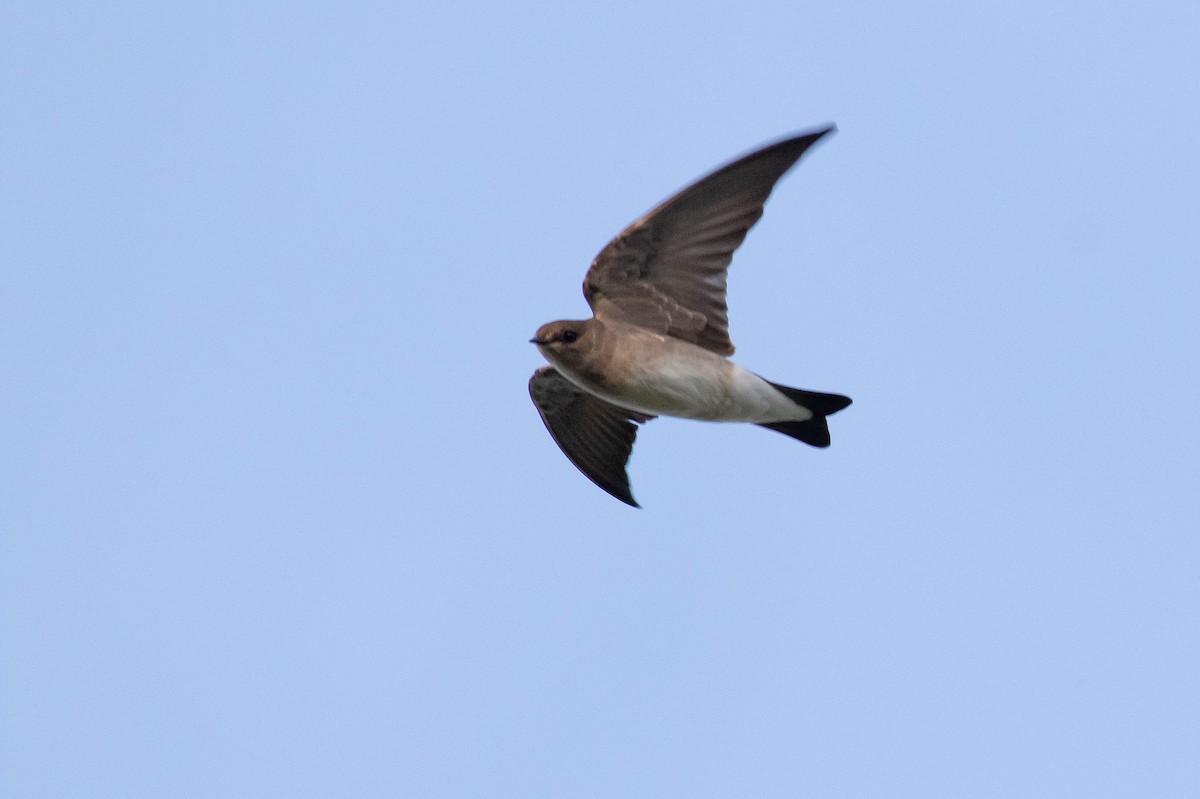 Northern Rough-winged Swallow - ML402814601