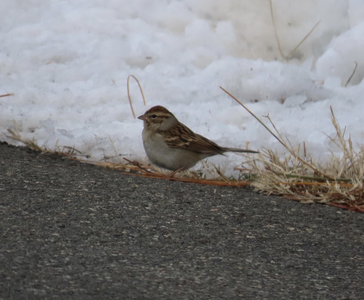 Chipping Sparrow - Joshua Berman