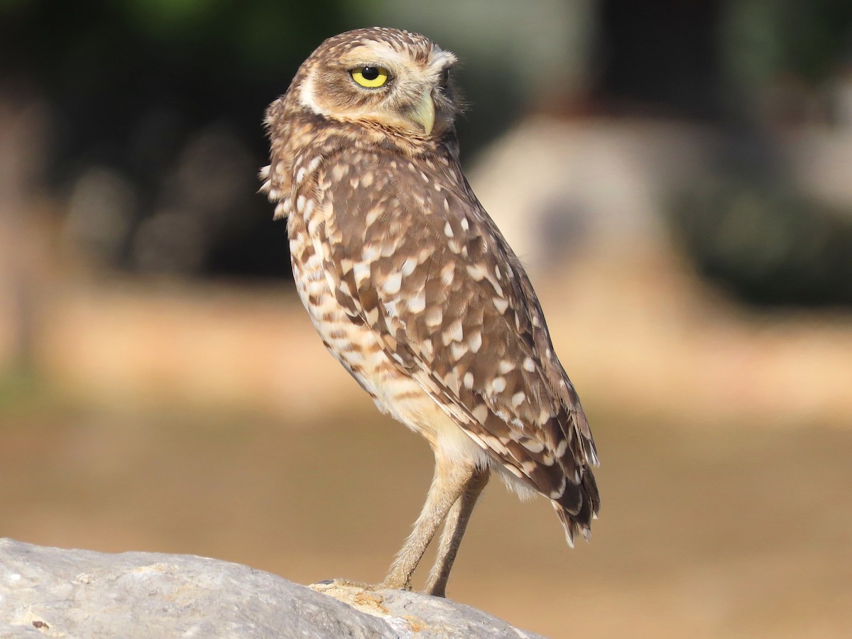 Burrowing Owl - ML402825781