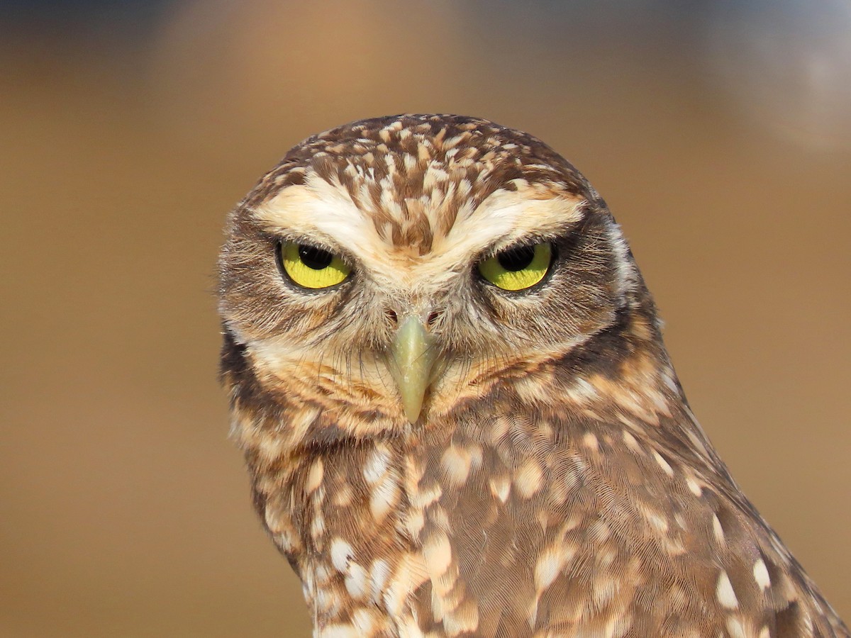 Burrowing Owl - Thore Noernberg