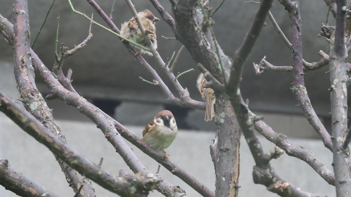 Eurasian Tree Sparrow - ML402827161