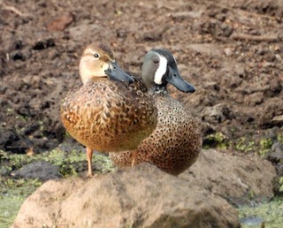 Blue-winged Teal, ML402832681
