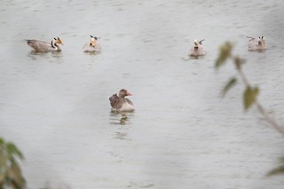 Graylag Goose, ML402834701