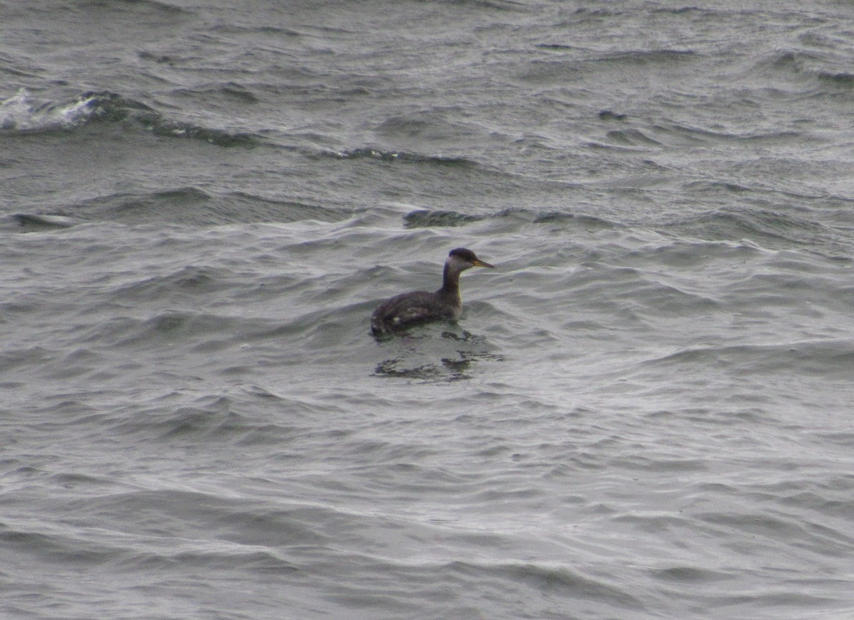 Red-necked Grebe - ML402839351
