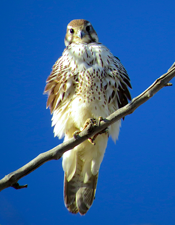 Prairie Falcon - Ted Floyd