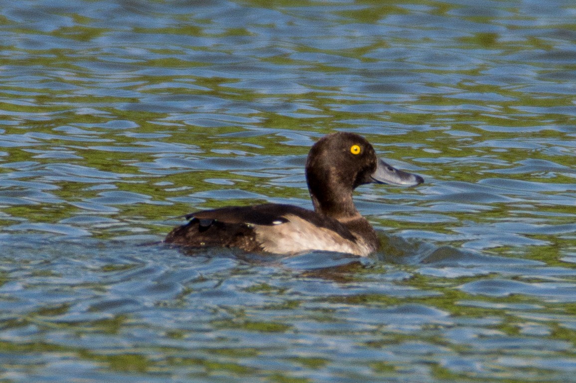 Tufted Duck - ML402843251