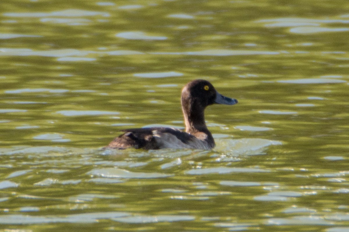 Tufted Duck - ML402843281