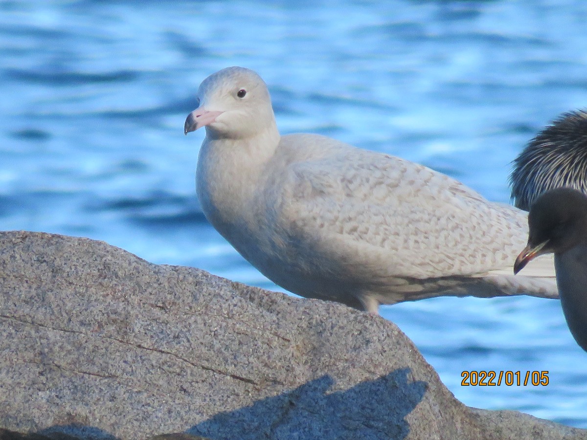 Glaucous Gull - George&Mary Flicker