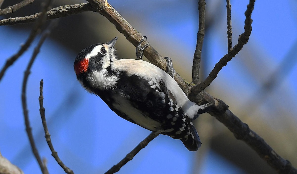 Downy Woodpecker - ML402844691