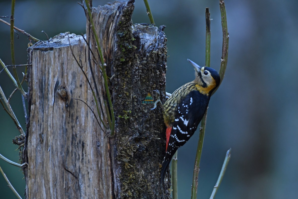 Darjeeling Woodpecker - ML402852651