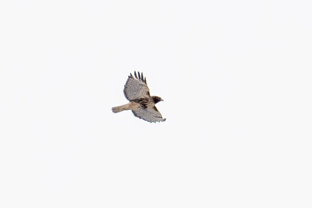 Red-tailed Hawk (abieticola) - Amiel Hopkins
