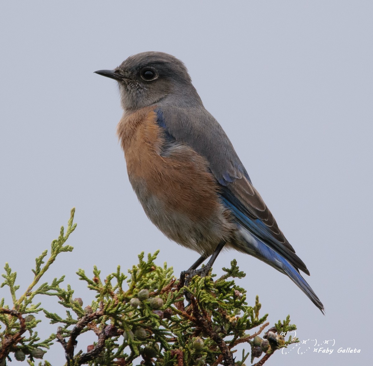 Western Bluebird - Faby Galleta 🐦🦅