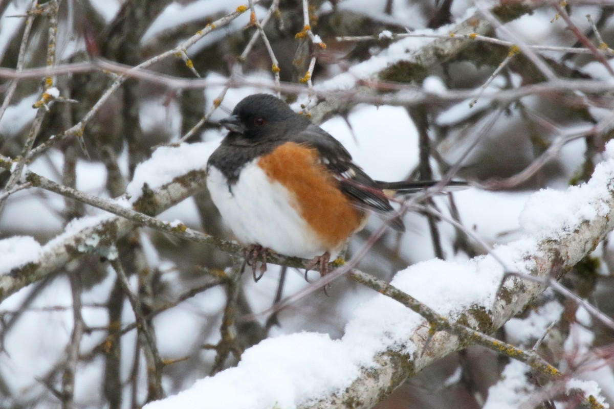 Spotted Towhee - ML402862821