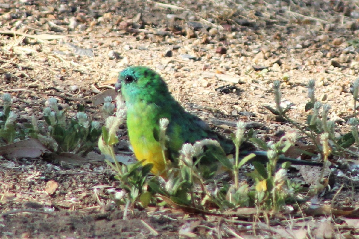 Red-rumped Parrot - ML402870851