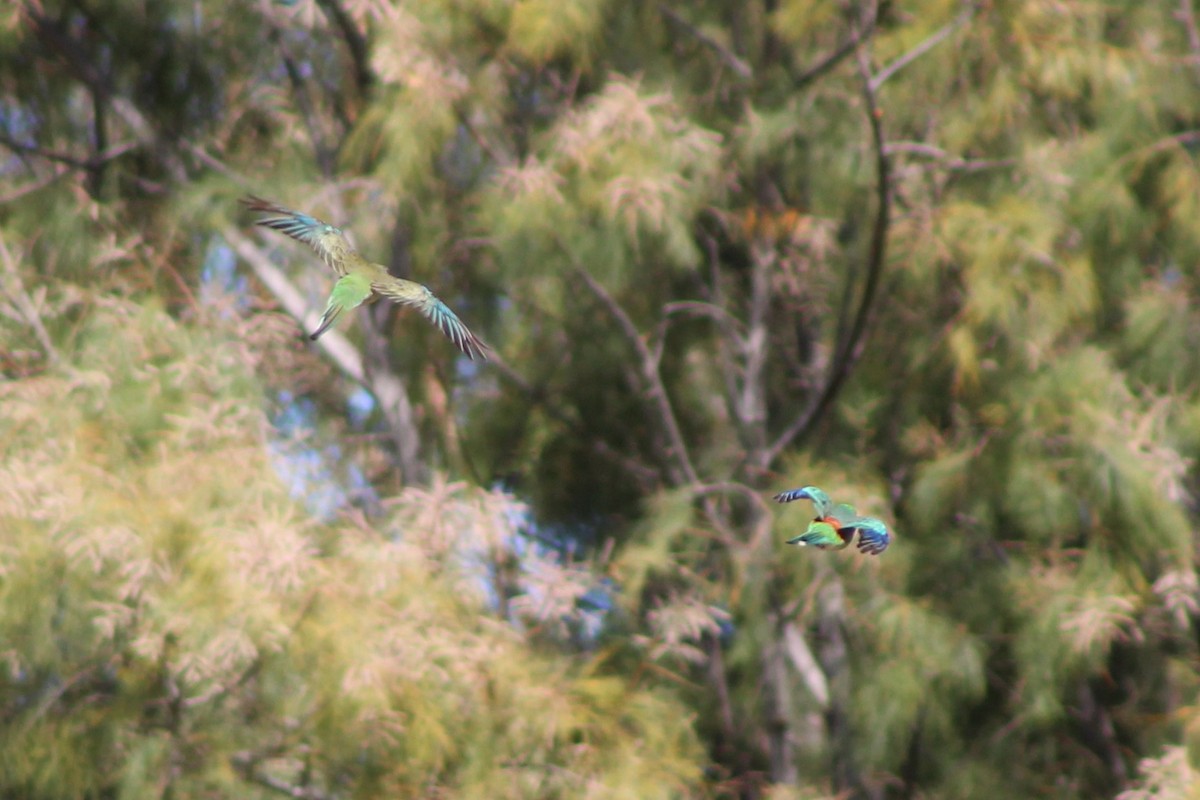 Red-rumped Parrot - ML402870861