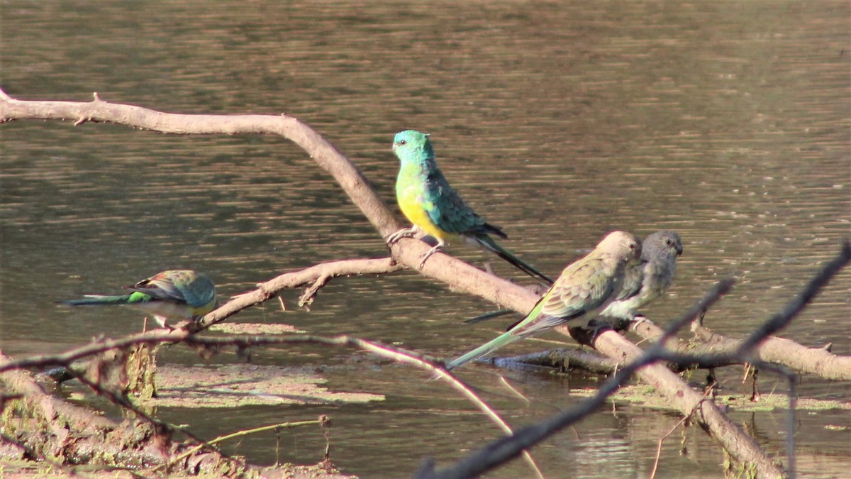 Red-rumped Parrot - ML402871361