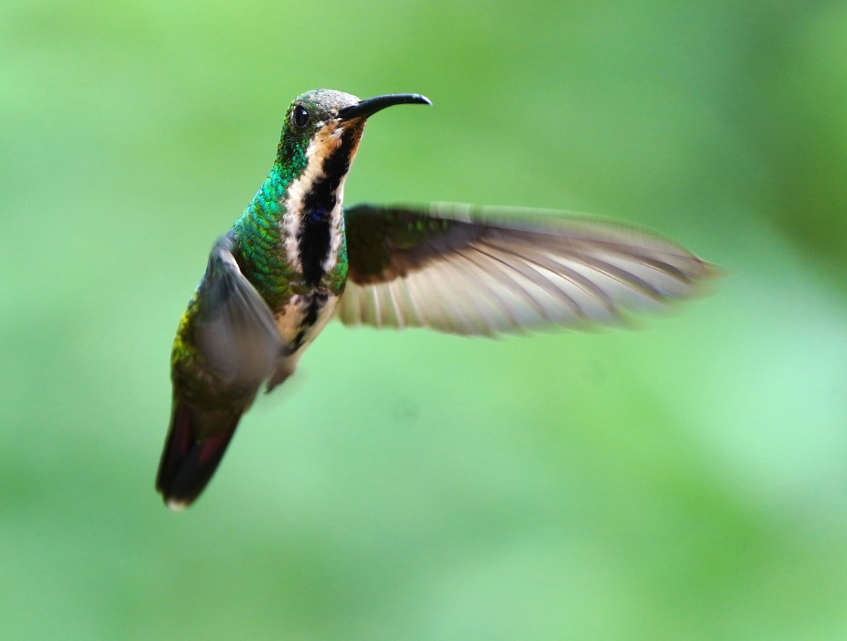 kolibřík tropický - ML402871921
