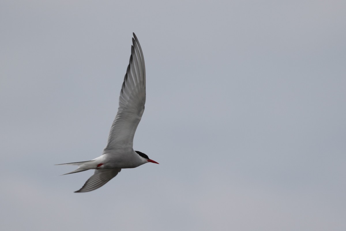 Arctic Tern - Pam Sinclair