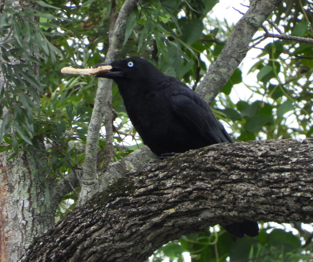Torresian Crow - ML402878301