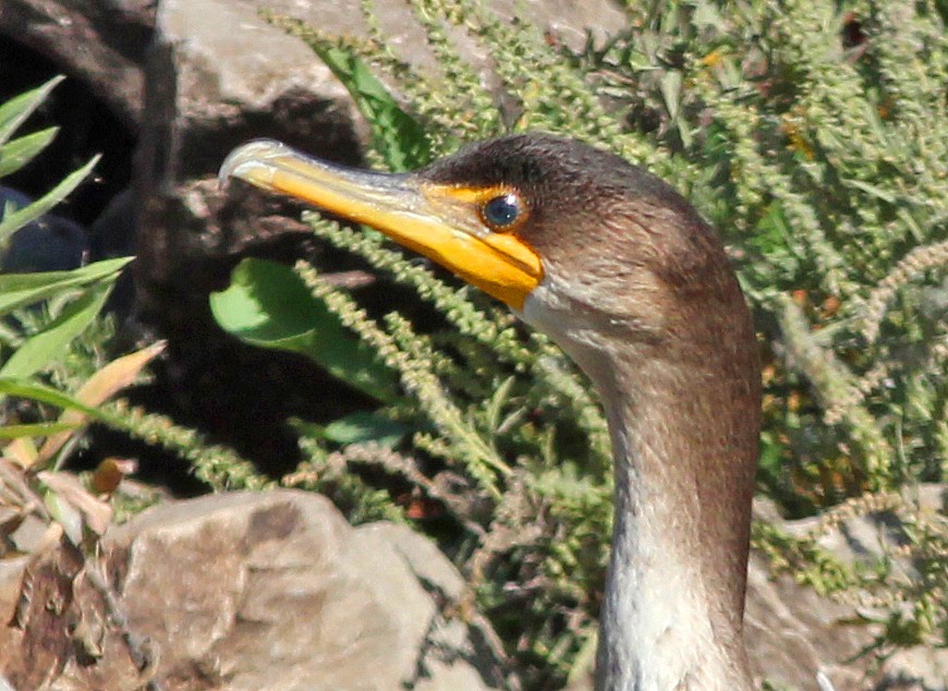 Double-crested Cormorant - Tom Gannon
