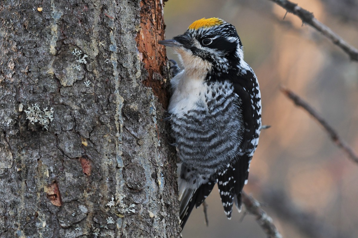American Three-toed Woodpecker - Timothy Piranian