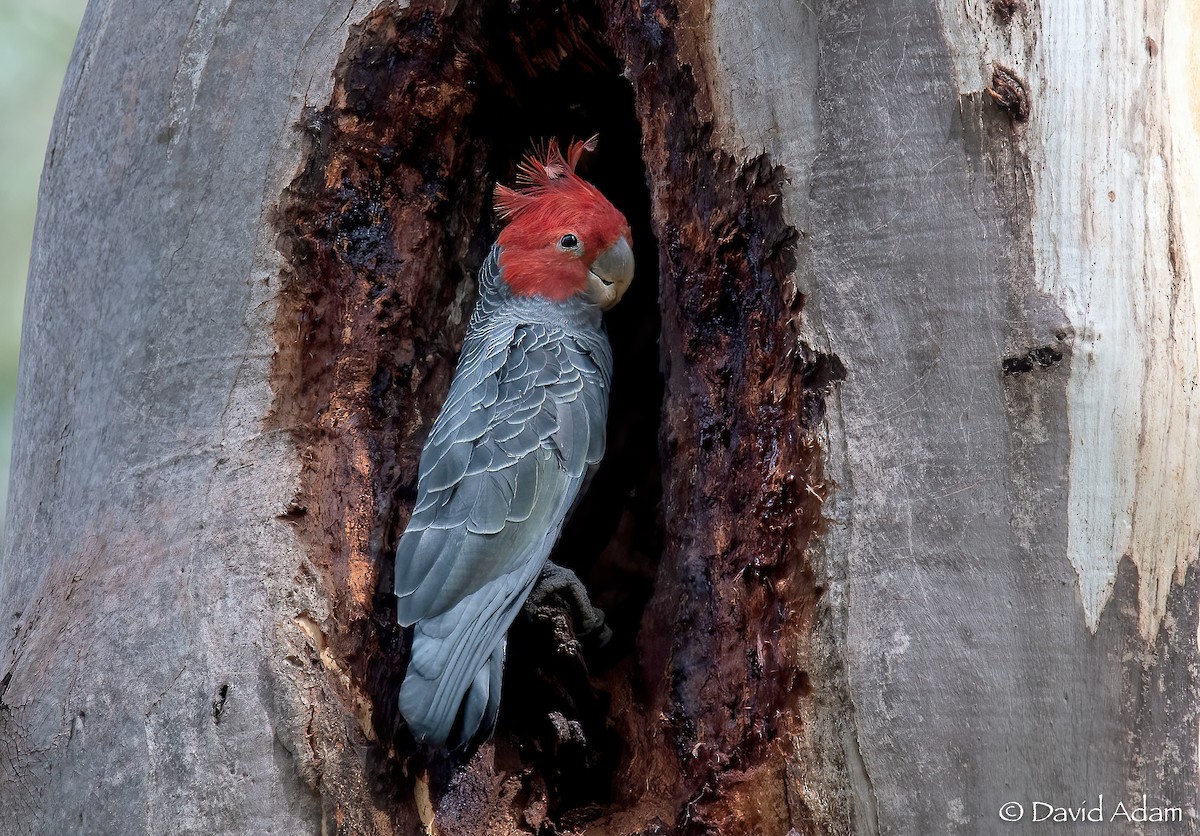 eBird Checklist 6 Jan 2022 WarrandyteKinglake
