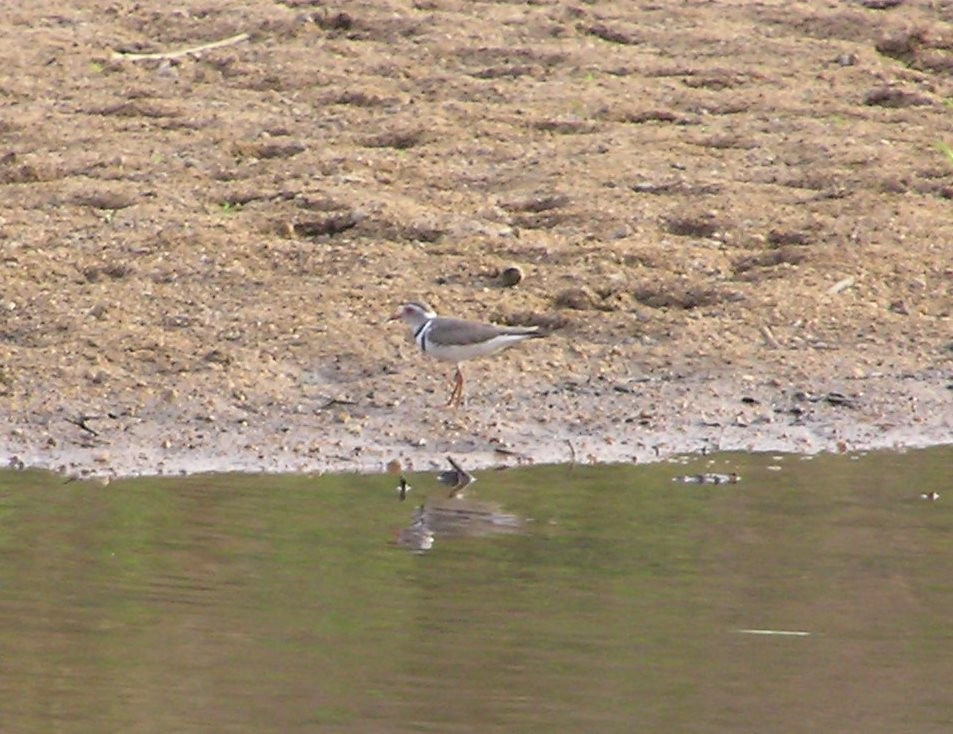 Three-banded Plover - ML40289081