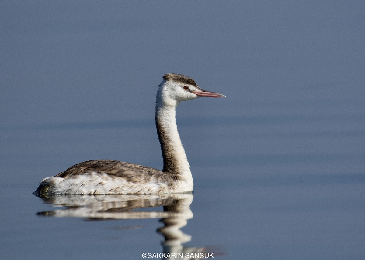 Great Crested Grebe - ML402890961