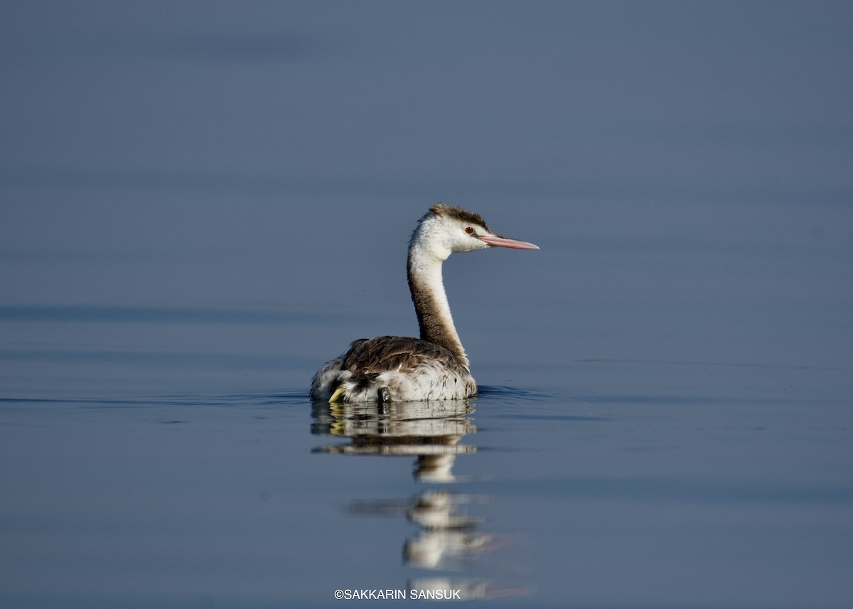 Great Crested Grebe - ML402890971