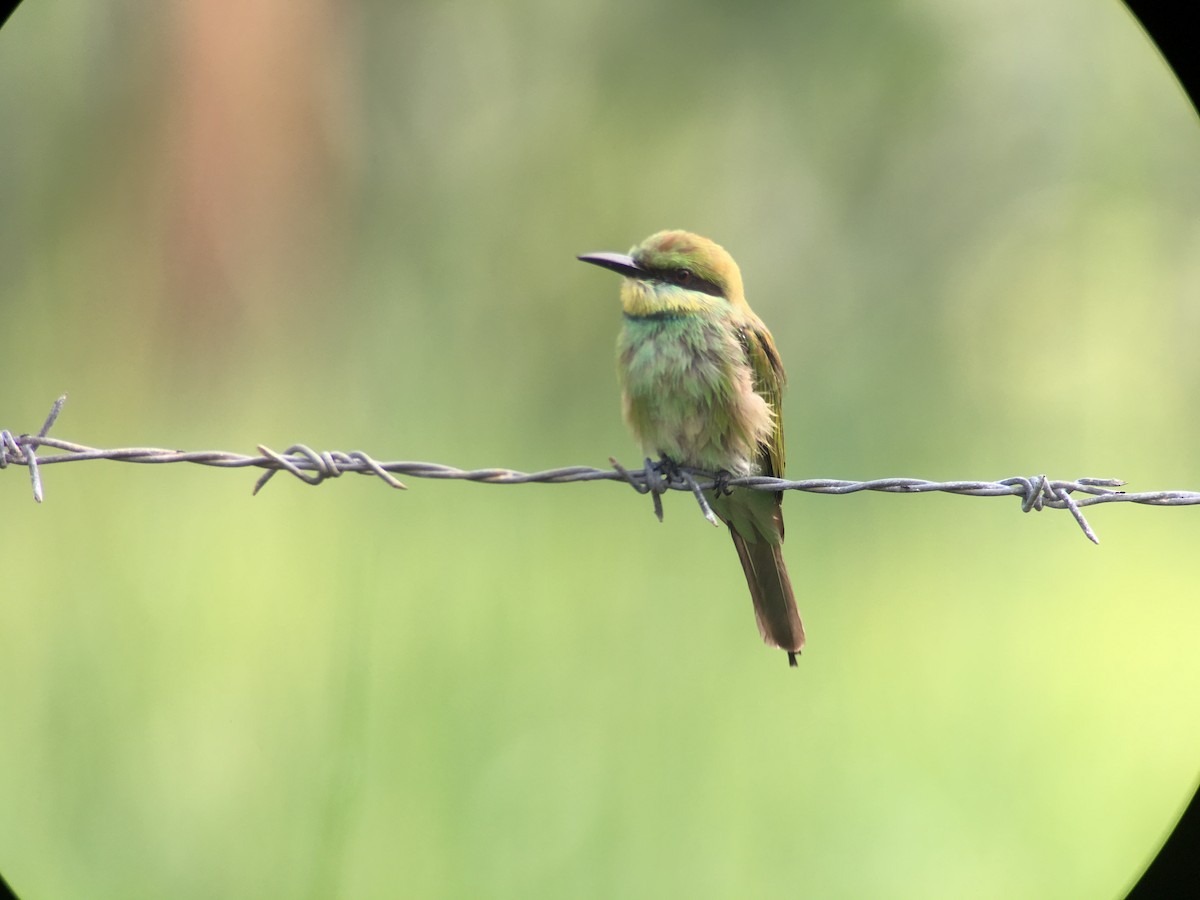 Asian Green Bee-eater - ML402892351