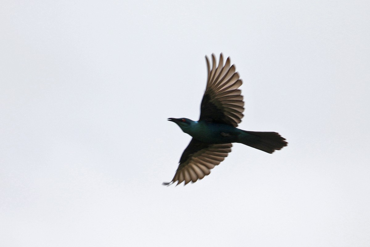 Sharp-tailed Starling - Charley Hesse TROPICAL BIRDING