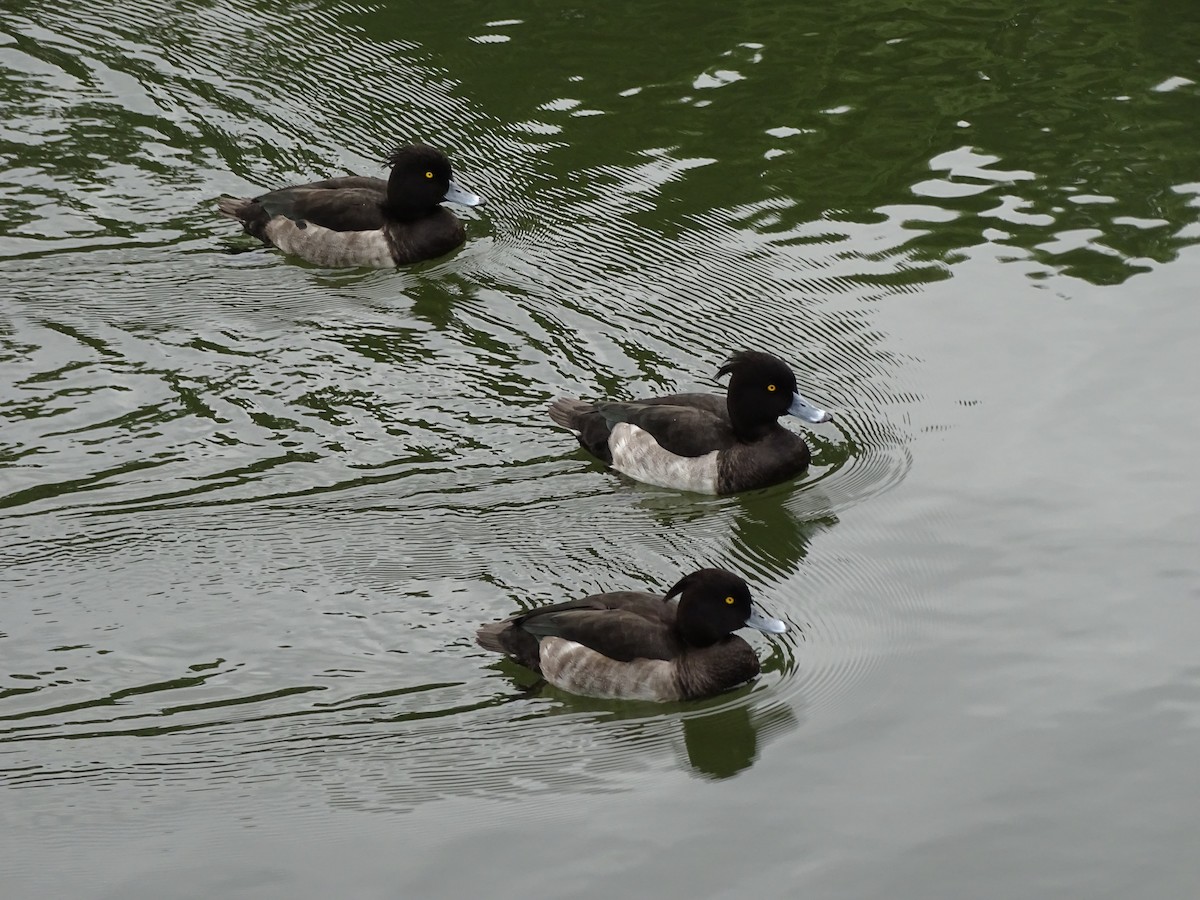 Tufted Duck - ML402896071