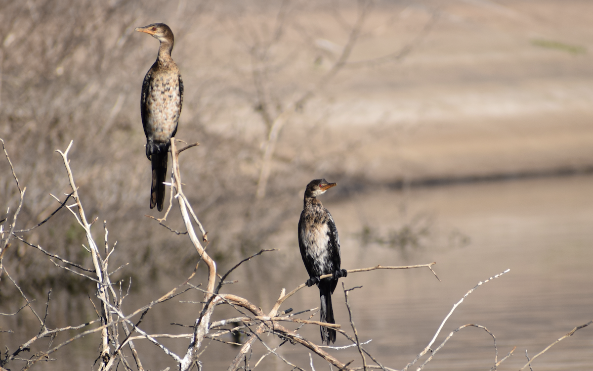 Long-tailed Cormorant - Jacob Henry
