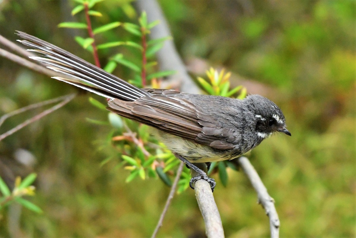 Gray Fantail (albiscapa) - ML402899171