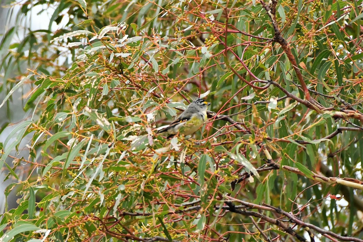 Striated Pardalote (Yellow-tipped) - ML402899271