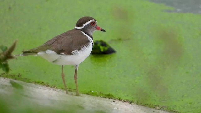 Three-banded Plover - ML402901251