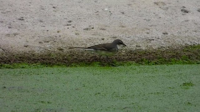 Cape Wagtail - ML402901831