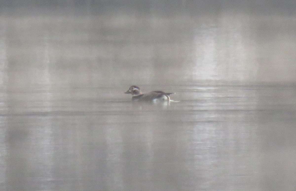 Long-tailed Duck - ML40290401