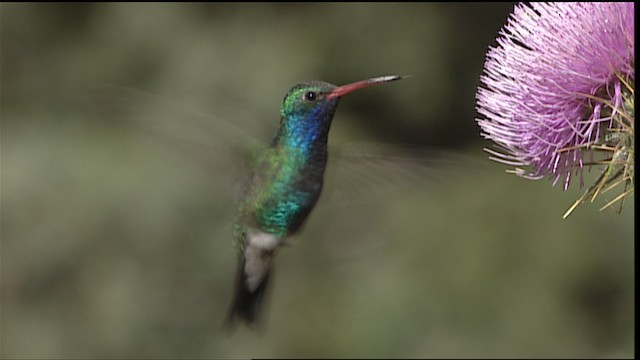 kolibřík širokozobý - ML402905