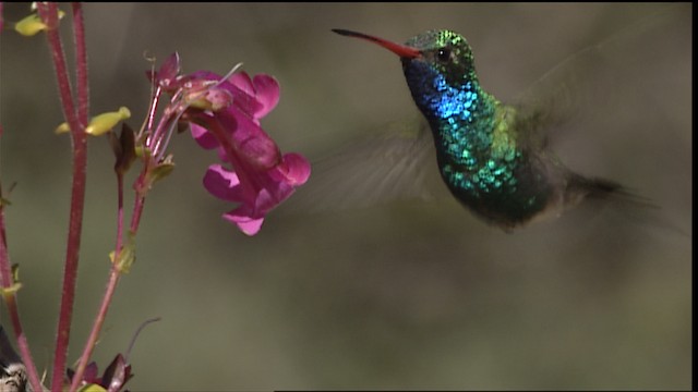 kolibřík širokozobý - ML402908