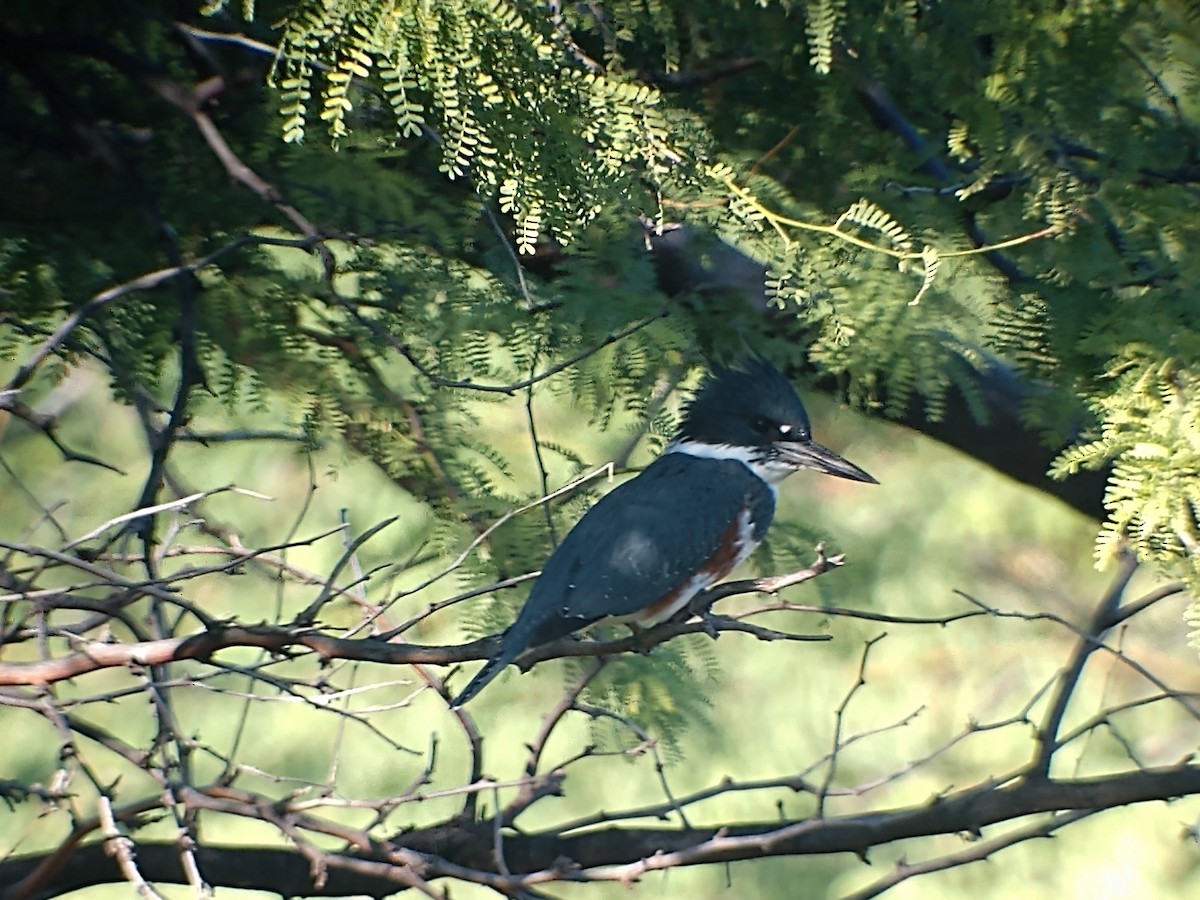 Belted Kingfisher - ML402908721