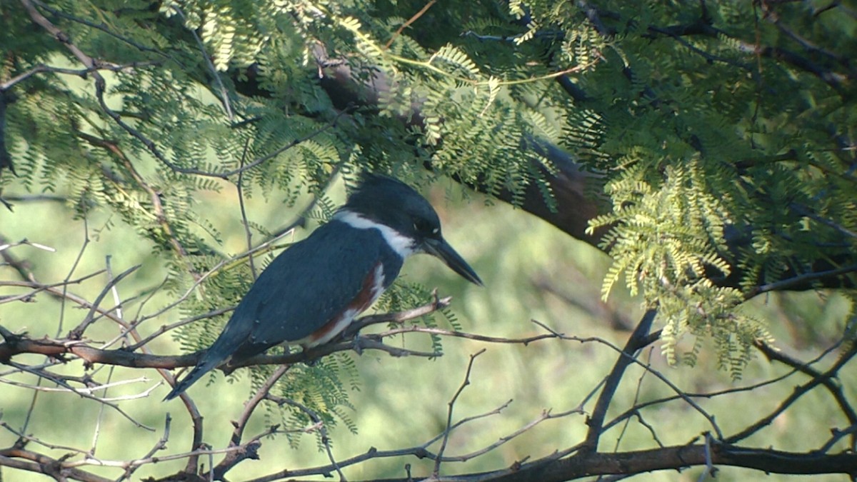 Belted Kingfisher - ML402908741