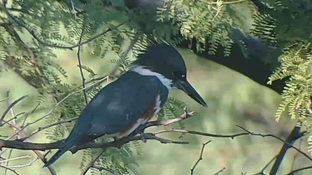 Belted Kingfisher - ML402908911