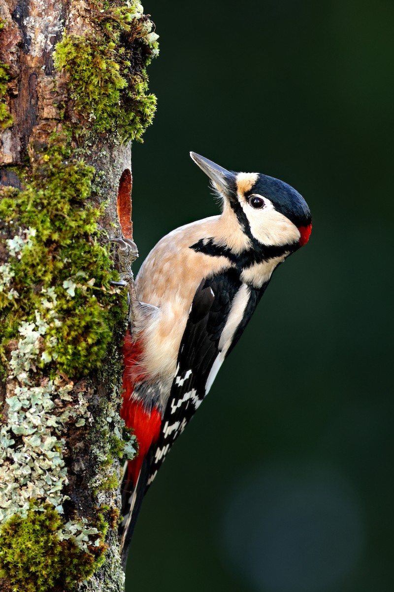 Great Spotted Woodpecker - ML402909241