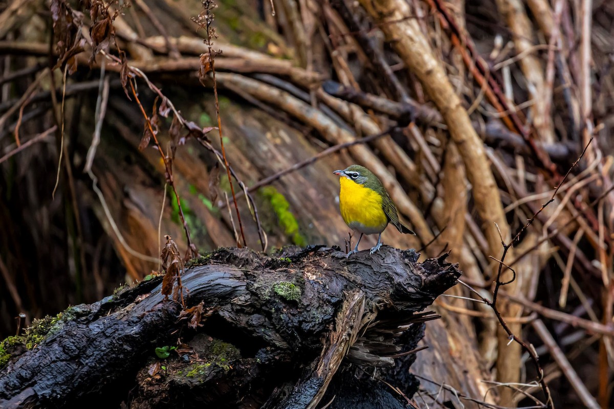Yellow-breasted Chat - ML402909461