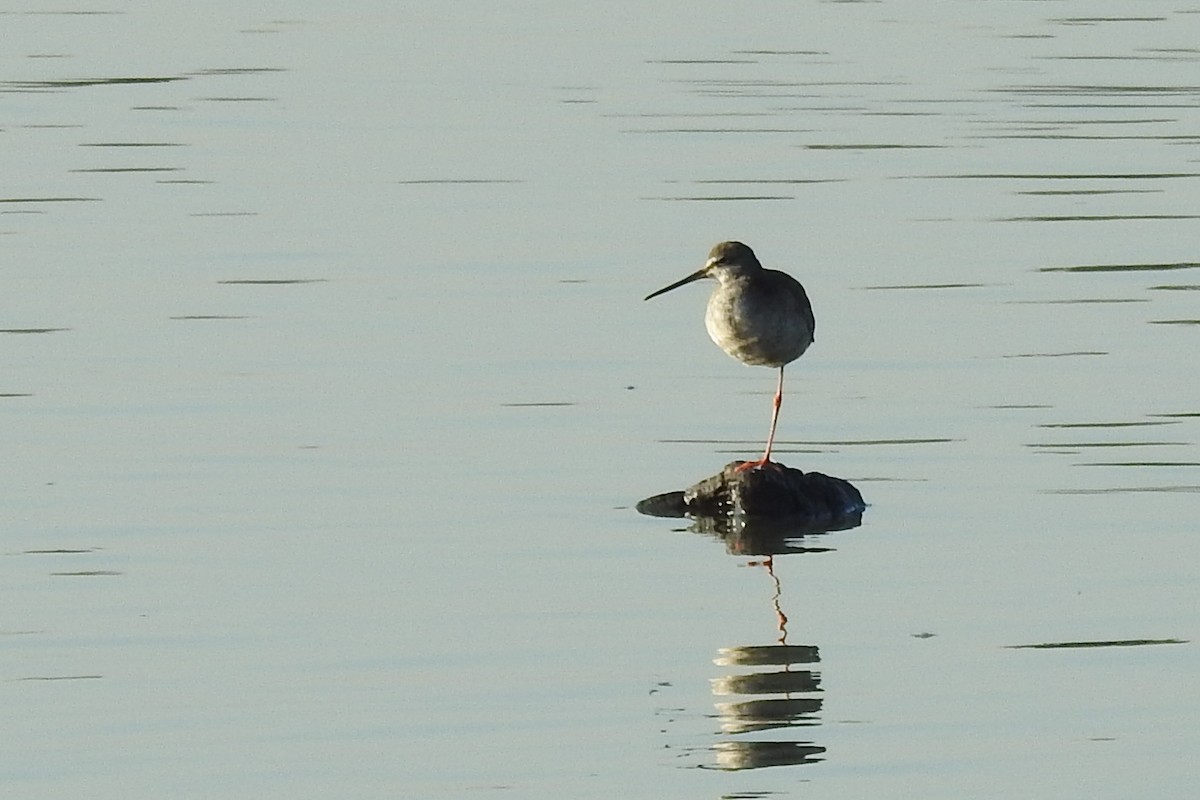Spotted Redshank - ML402912501